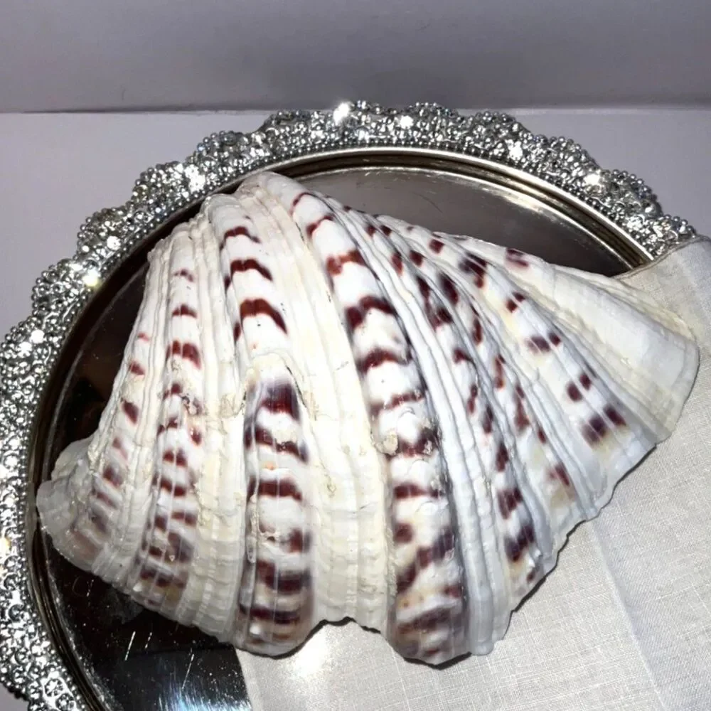 Beautiful ruffled clam shell NJ beach